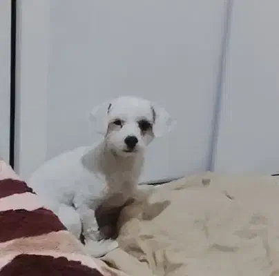 فروش سگ یکساله ماده بسیار آرام و حرف گوش کن|سگ|محمدیه-قزوین, |دیوار