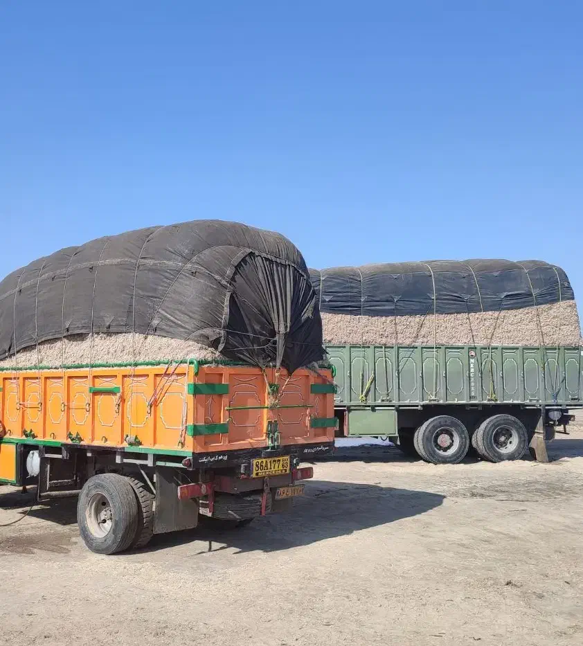 کاه نیشکر برداشت جدید نرم نرم|لوازم جانبی حیوانات|سمنان, |دیوار