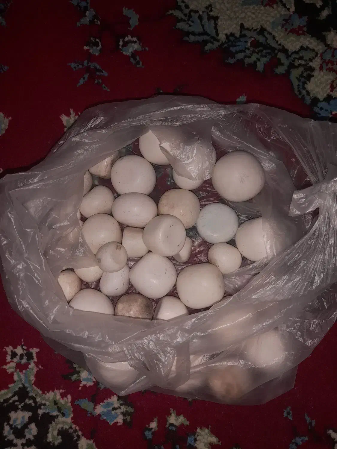 سنگ الماس آسیاب|کلکسیون اشیاء عتیقه|فلاورجان, |دیوار