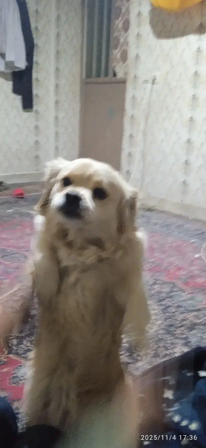 یک عدد سگ پاکوتاه|سگ|سیرجان, |دیوار