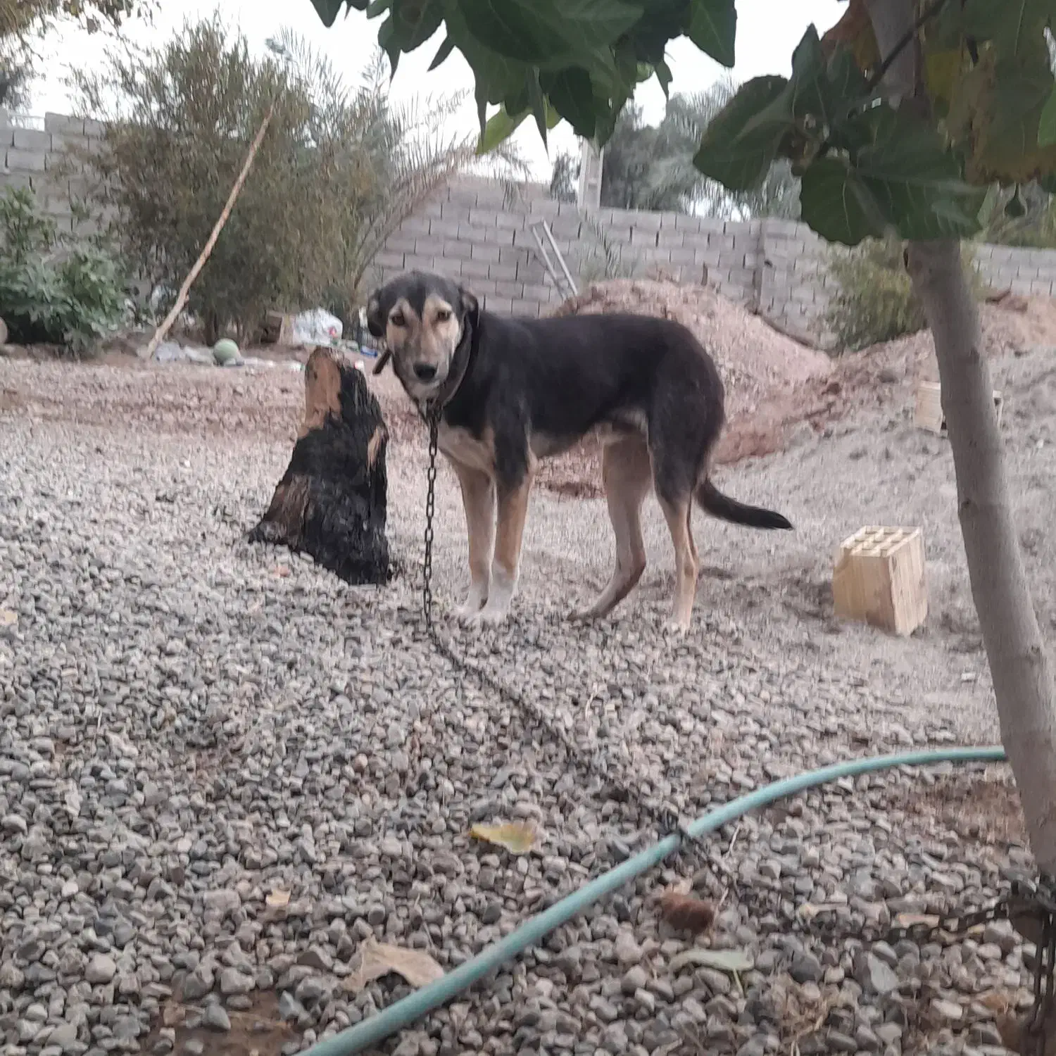 سگ نگهبان|سگ|ریگان, |دیوار