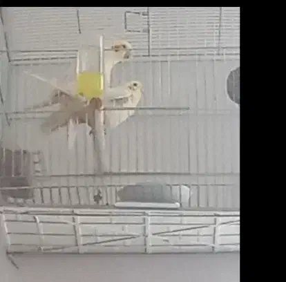 عروس هلندی مولد|پرنده|میاندوآب, |دیوار