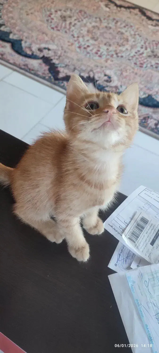 بچه گربه|گربه|رشت, کوی حسینی|دیوار