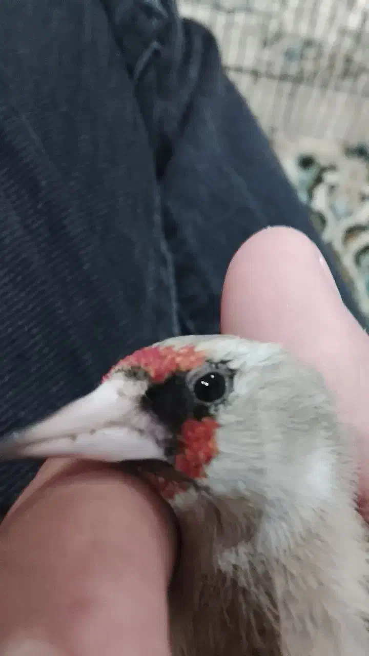 سهره کرمانی|پرنده|شهر ری, دیلمان|دیوار