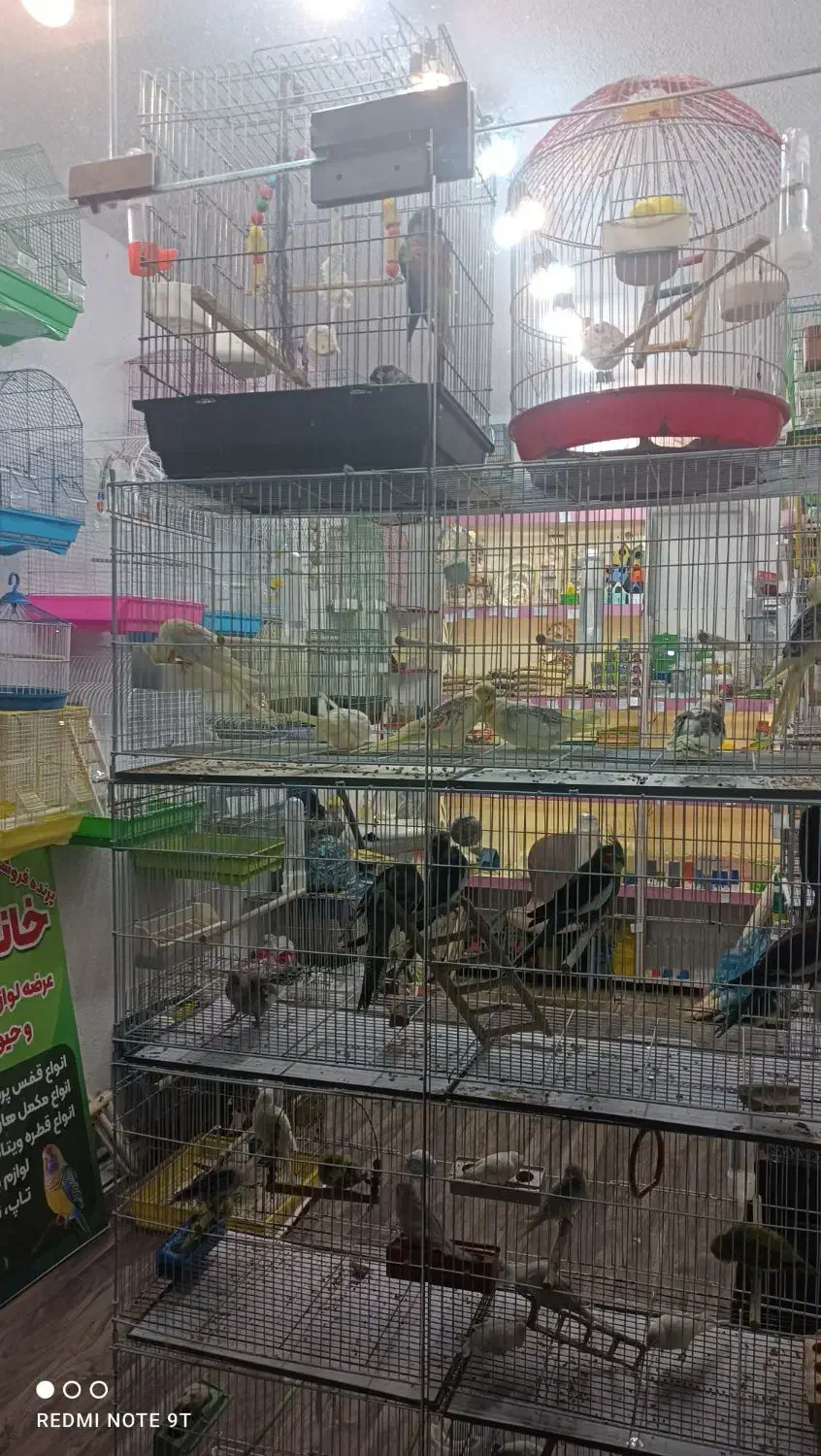 خانه پرندگان لاهیجان میدان جمهوری خیابان توحید|پرنده|لاهیجان, طالقانی|دیوار