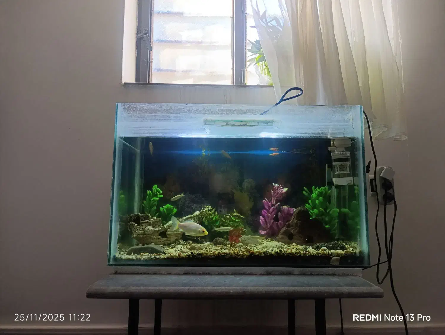 آکواریوم|ماهی|آزادشهر, |دیوار