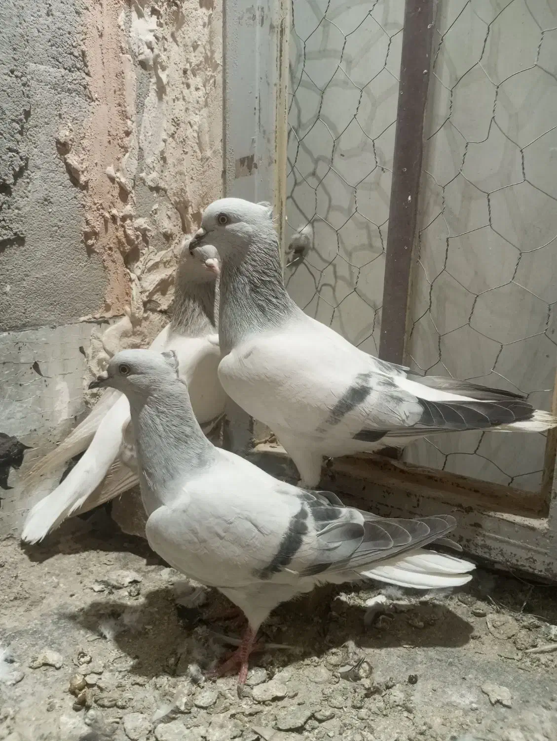 یه جفت کفتر شامی دم سفید با جوجشون|پرنده|سبزوار, شرق کال میانی|دیوار