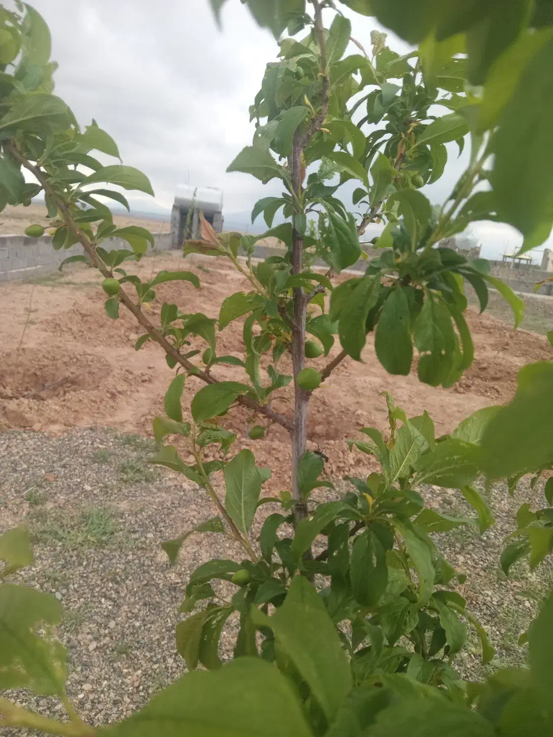 زمین فروشی دهنه۳۲در۶۳|فروش دفتر صنعتی، کشاورزی، تجاری|تربت جام, میان جام|دیوار