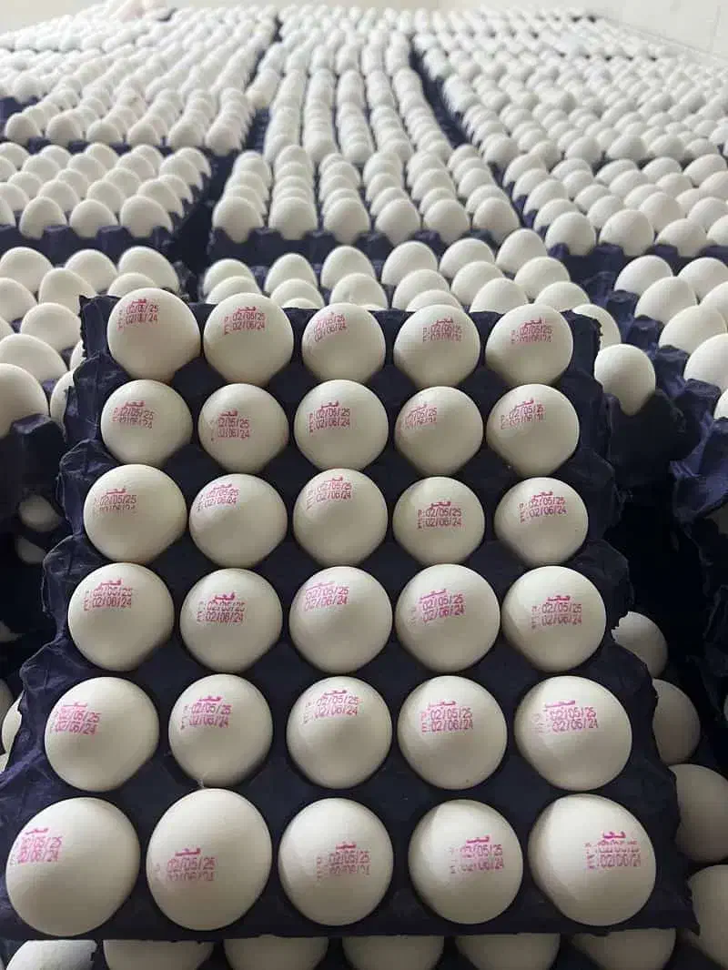 پخش تخم مرغ|خوردنی و آشامیدنی|ملارد, |دیوار