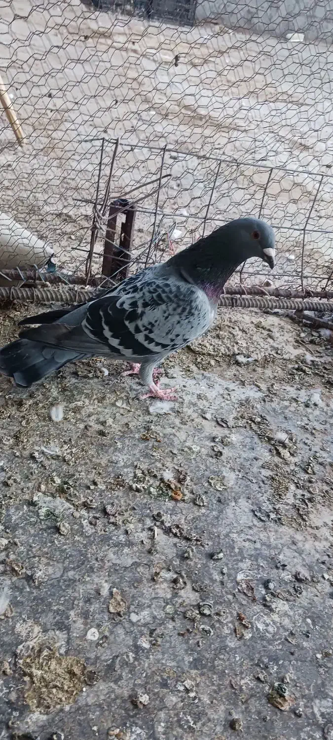 کبوتر پولک|پرنده|فردوس (خراسان), |دیوار