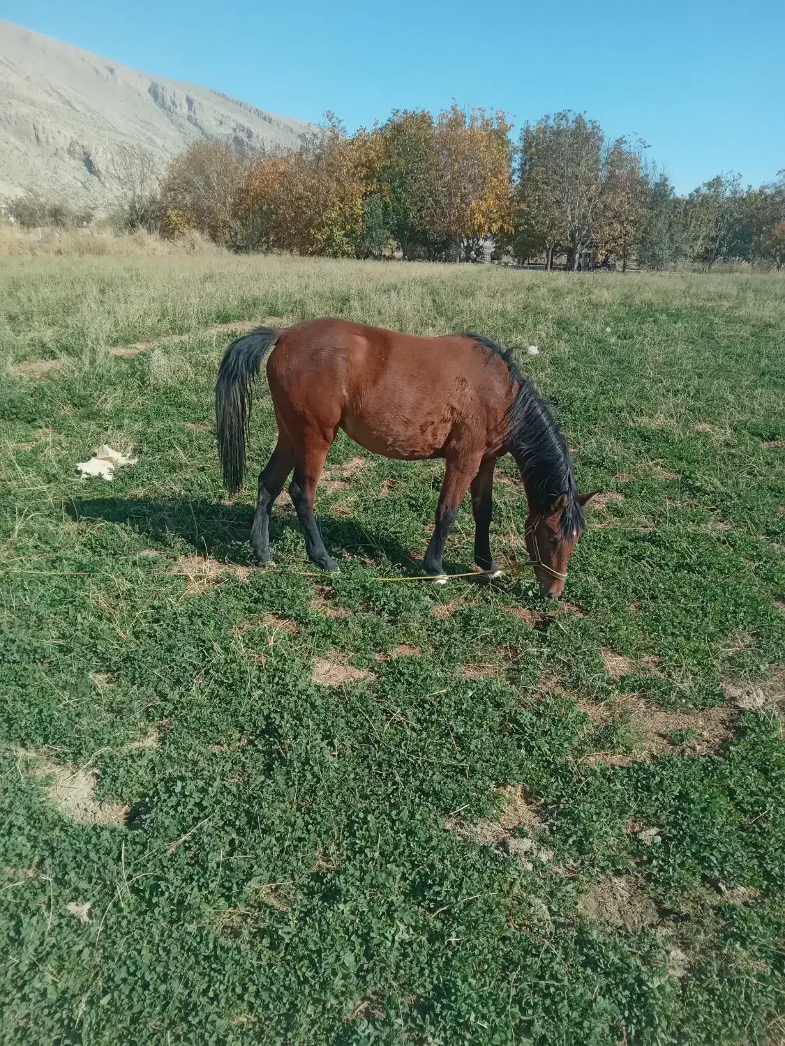 اسب|اسب و تجهیزات اسب‌سواری|درودزن, |دیوار