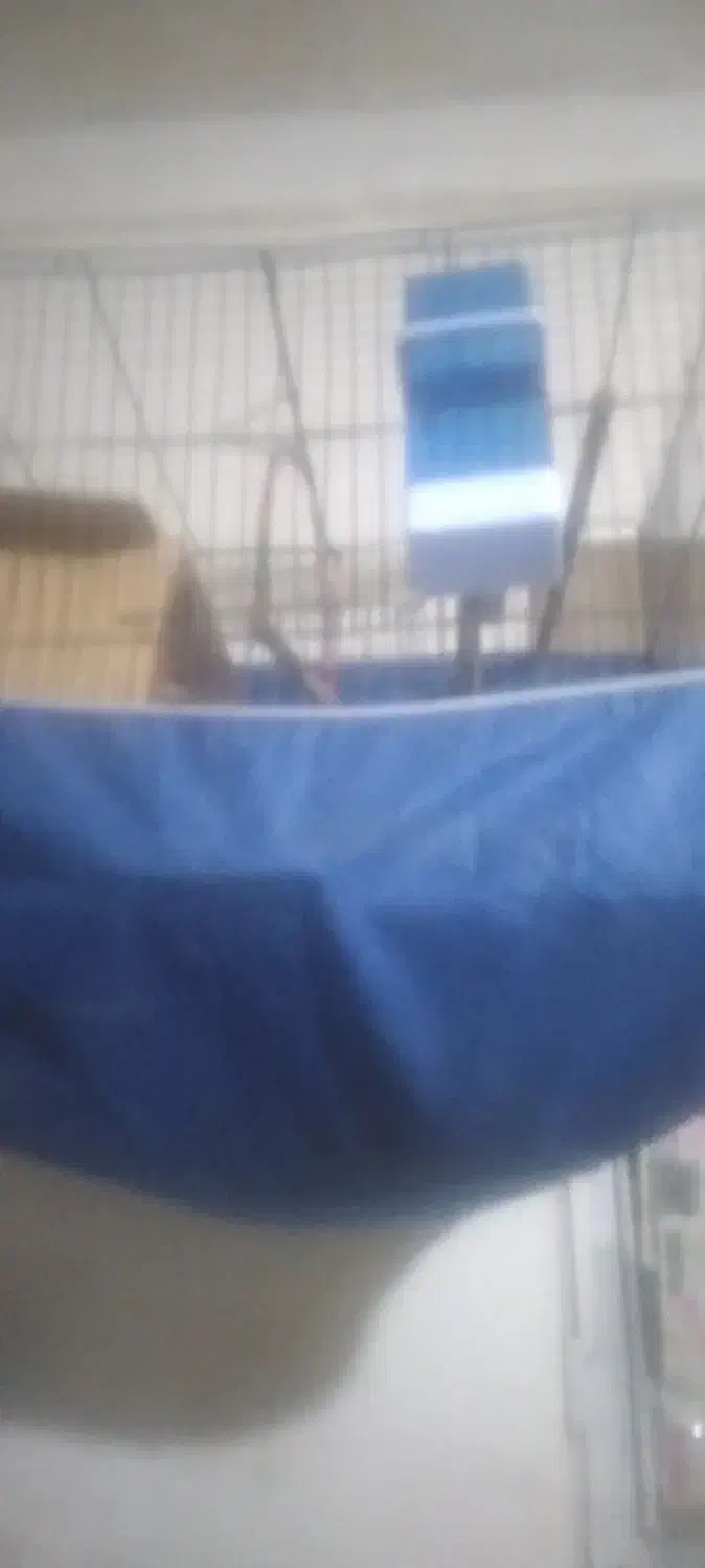 یک جفت عروس هلندی و یک جفت کوتوله|پرنده|بندرعباس, |دیوار