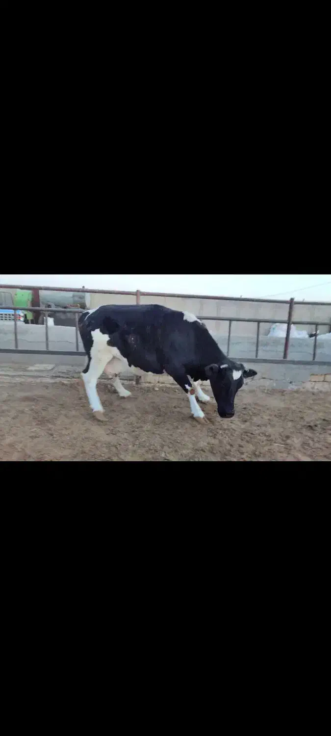 ماده گاو جوان|حیوانات مزرعه|خنجین, |دیوار