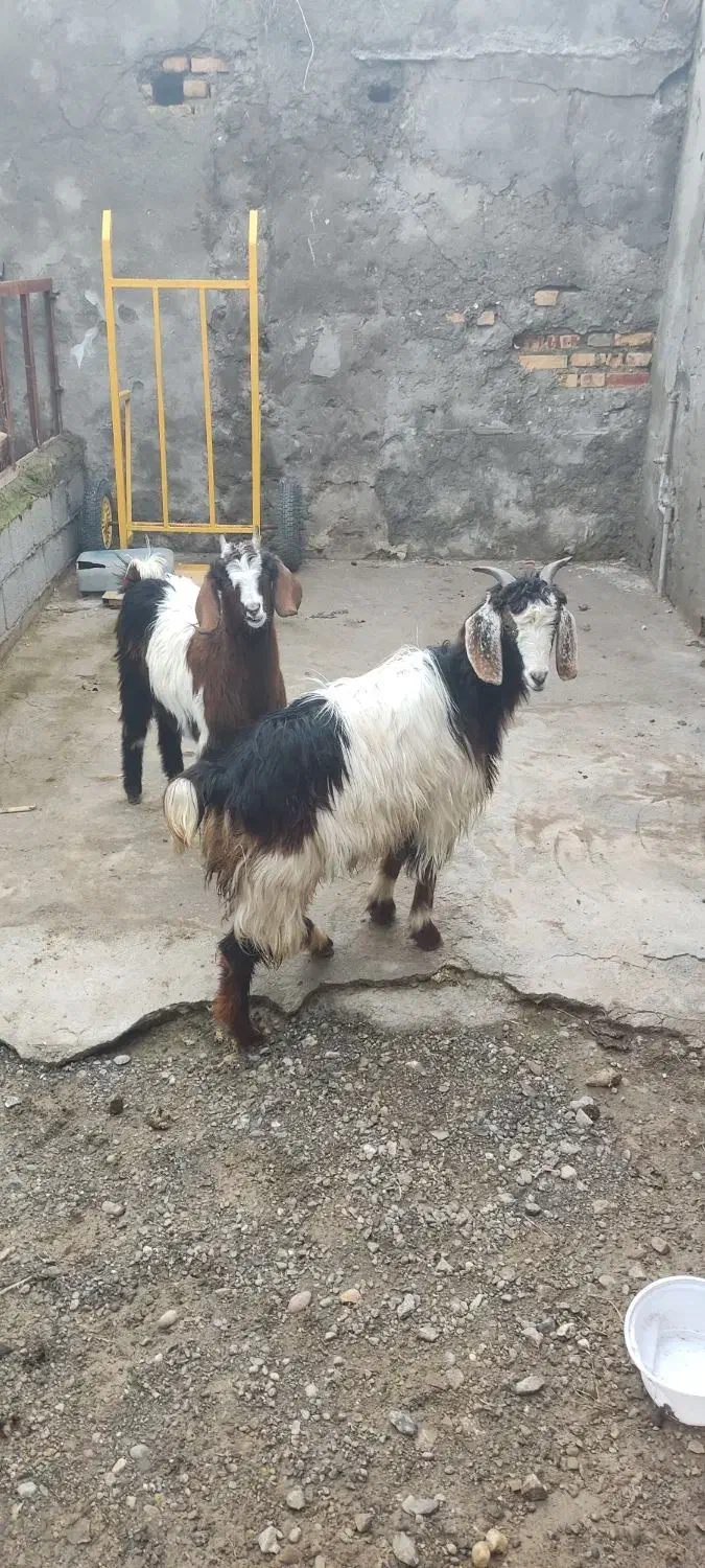 بزماده|حیوانات مزرعه|سیمین شهر, |دیوار