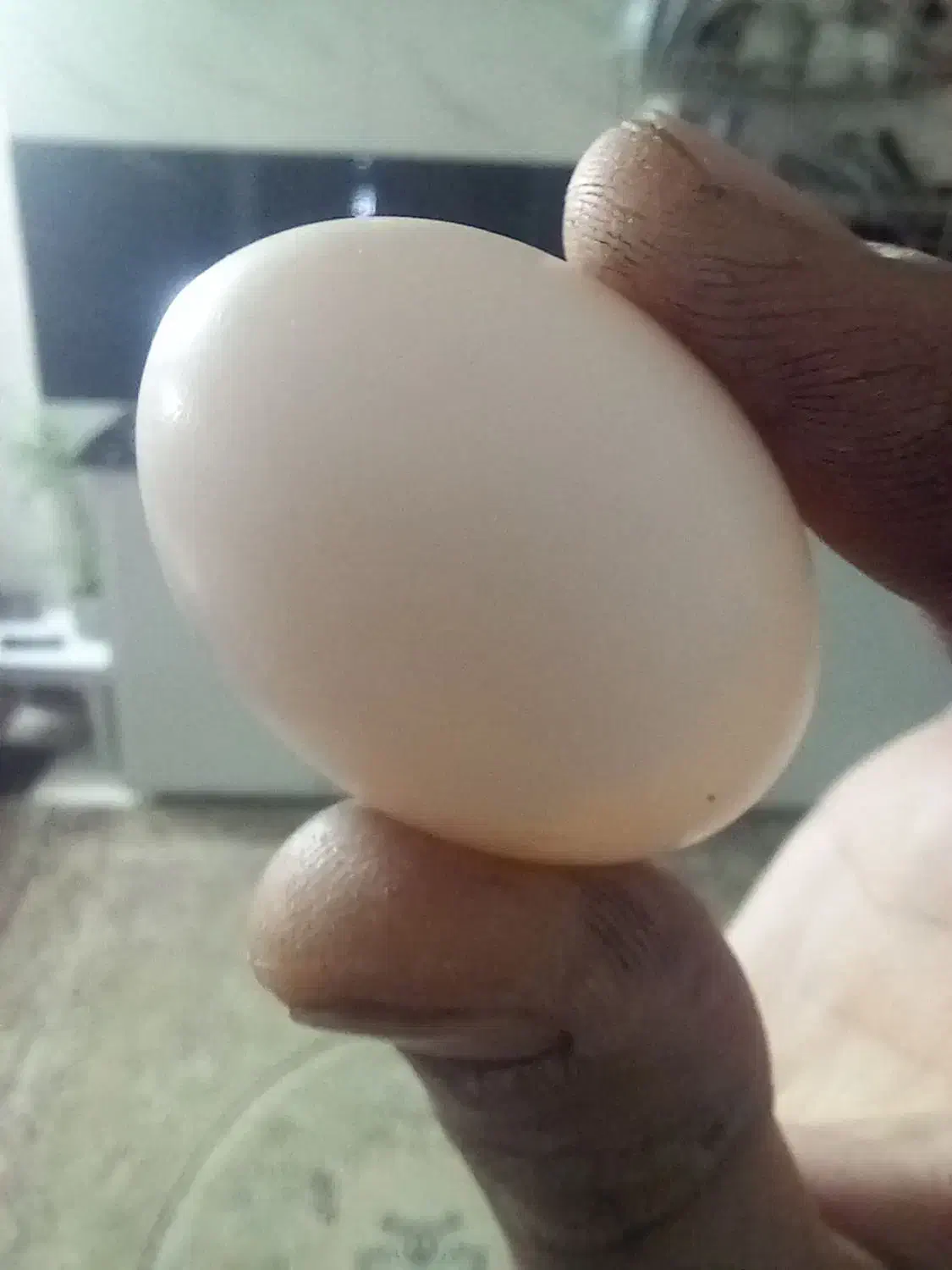 تخم کبوتر|پرنده|برخوار, |دیوار