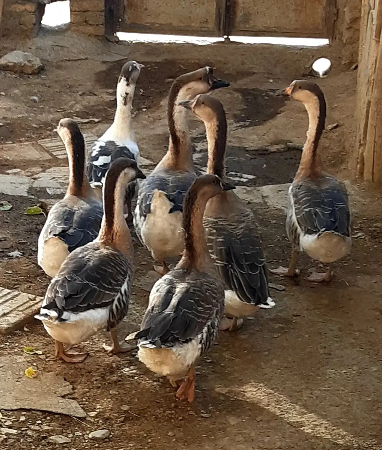 قوغاز اکراینی کیلویی ۵۰۰ هزار|حیوانات مزرعه|اسدآباد, |دیوار