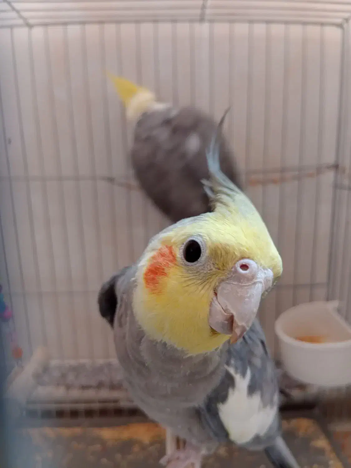 عروس هلندی|پرنده|قم, منبع آب|دیوار