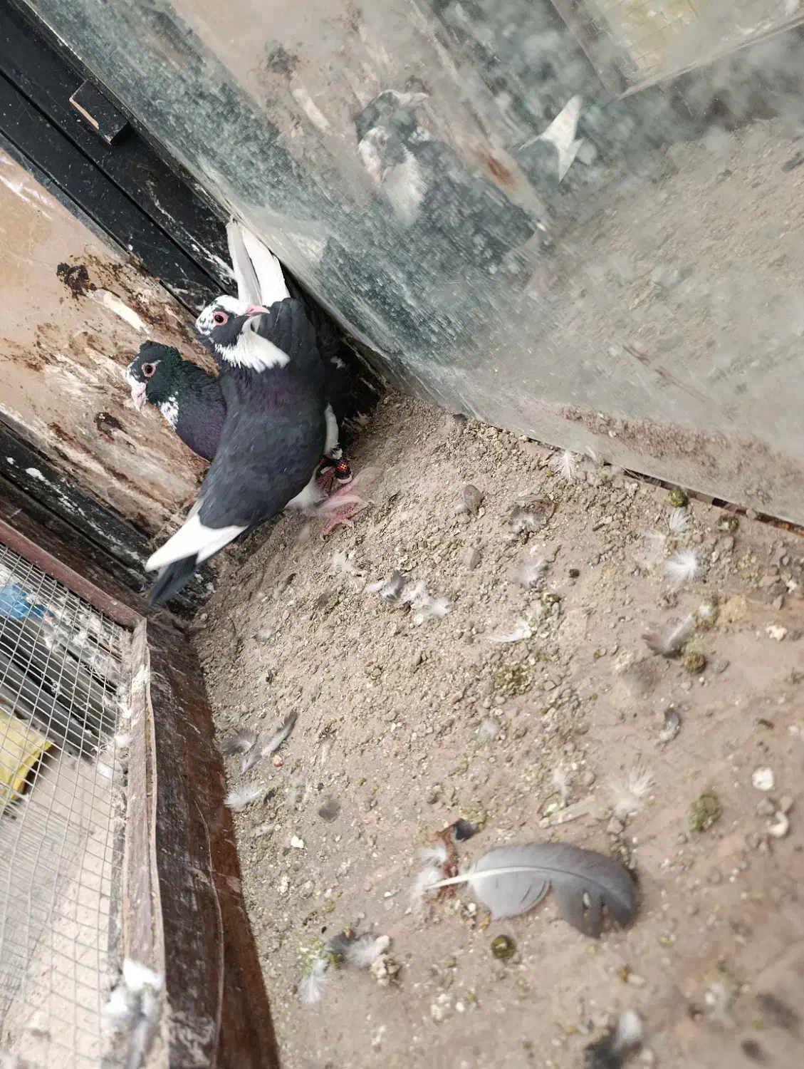 نر و ماده مینا سیاه کاکلی|پرنده|تربت‌حیدریه, پائین ولایت|دیوار