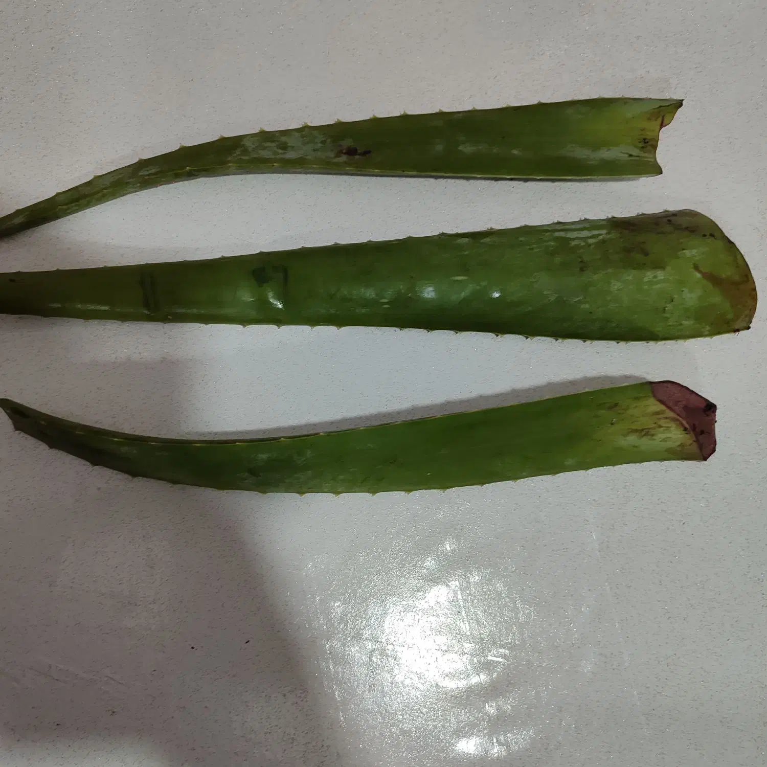 برگ الوئه ورا|گل و گیاه طبیعی|رشت, انصاری|دیوار