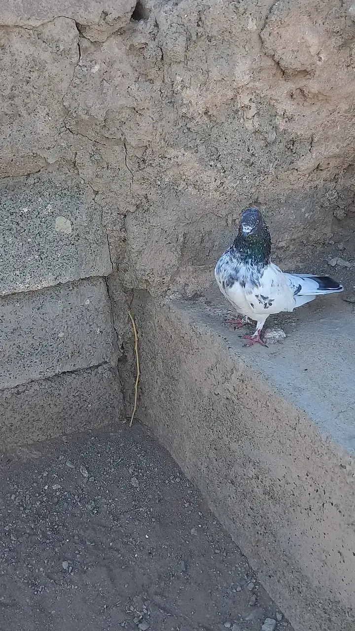 فروش کله ای|پرنده|کهنوج, |دیوار