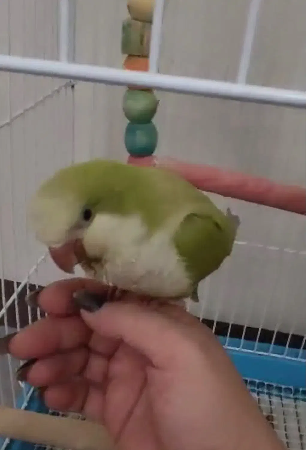 طوطی  راهب و خورشیدی|پرنده|اهواز, ۳۰ متری|دیوار