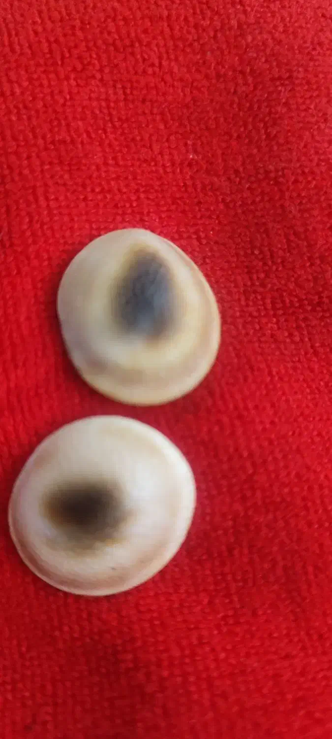 مهره اصل پیتون مصری|جواهرات|دزفول, |دیوار