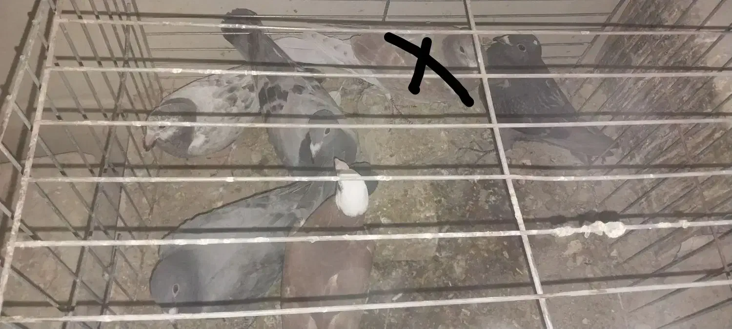 جوجه پلاکی|پرنده|یزد, |دیوار