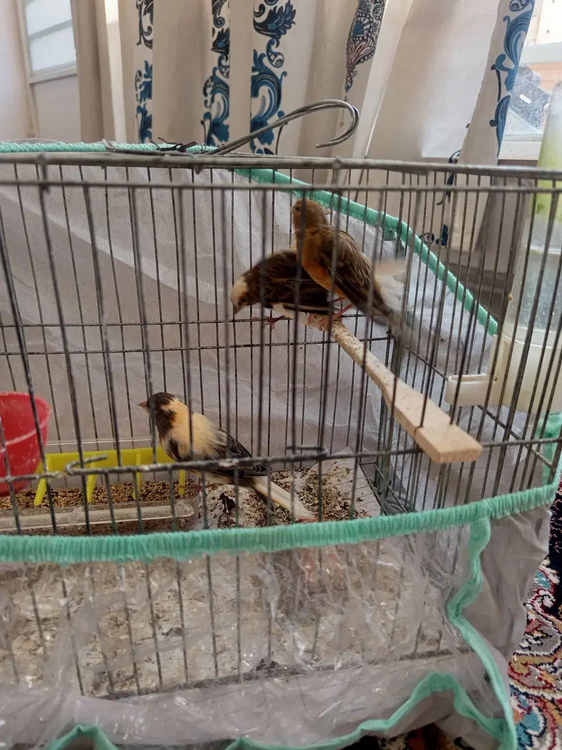 قناری ماده|پرنده|داراب, |دیوار