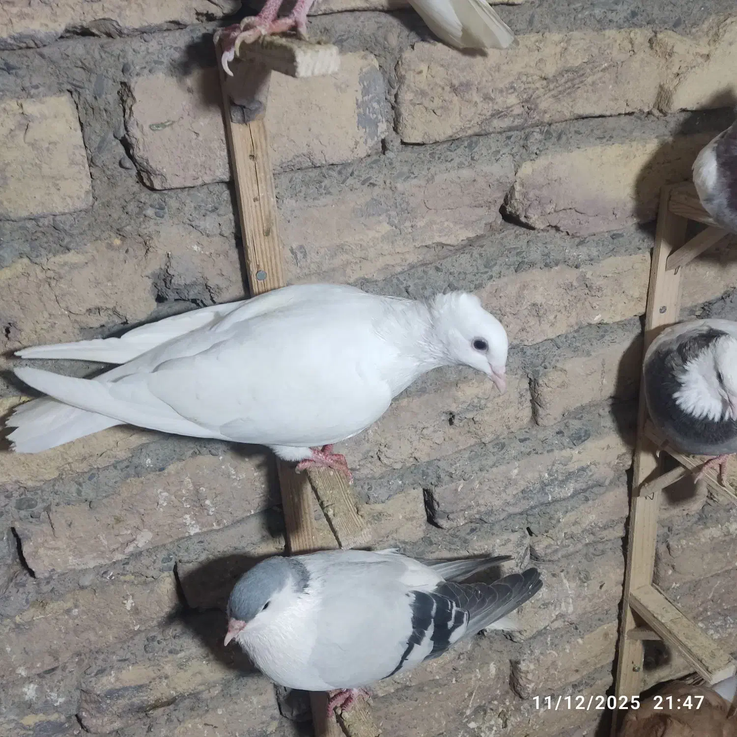 سبز و سفید جوجه سرونج زرد هردو جوجه یک اغول جفت نر|پرنده|میان جلگه, |دیوار