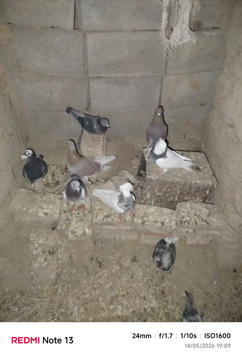 کبوتر|پرنده|جلگه ماژان, |دیوار