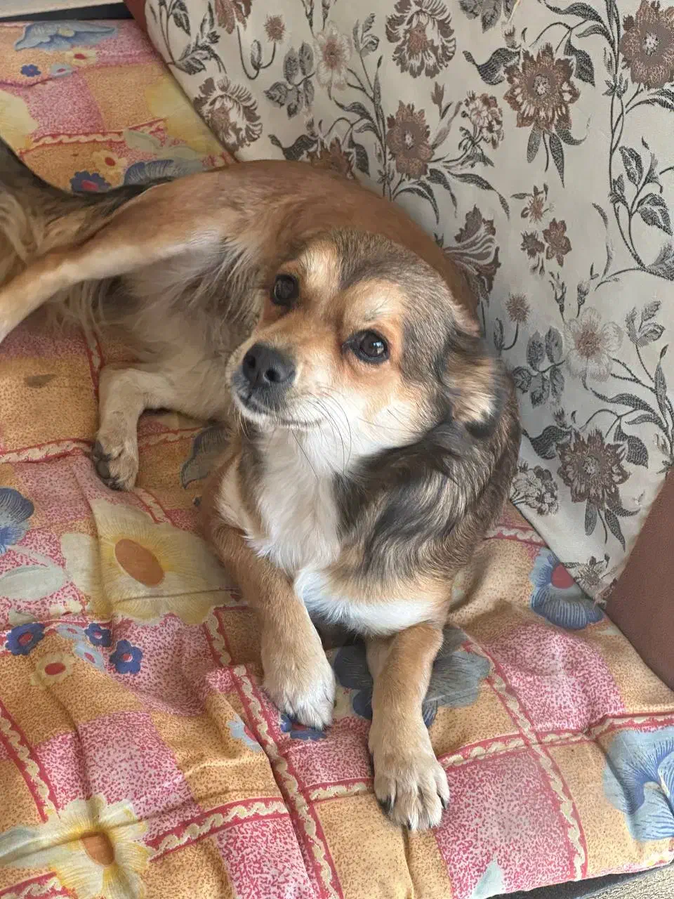 سگ پامرین اشپیتز|سگ|گنبد کاووس, |دیوار