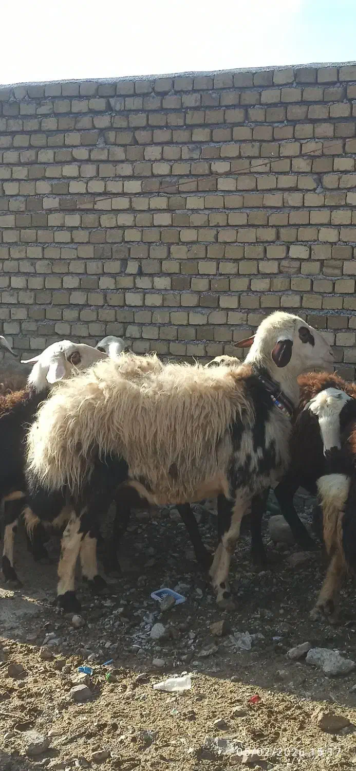 میش و بره پلنگی|حیوانات مزرعه|بیرانوند, |دیوار