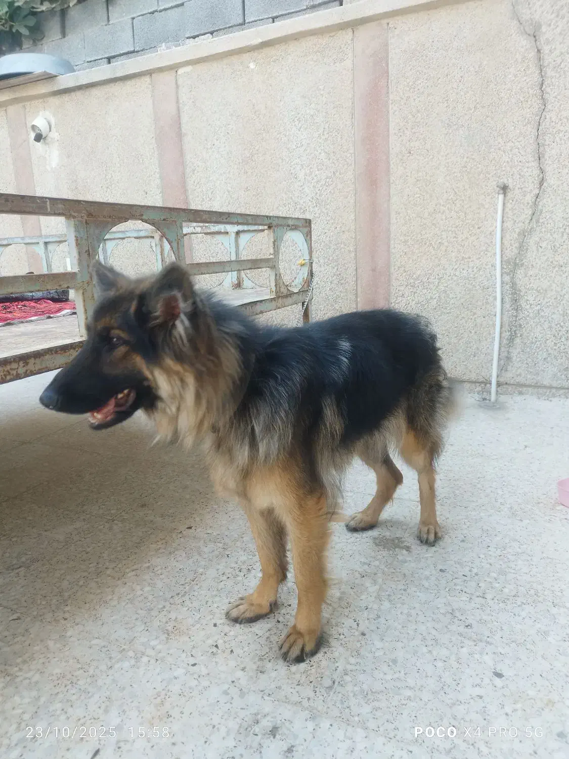 سگ ژرمن|سگ|فسا, |دیوار