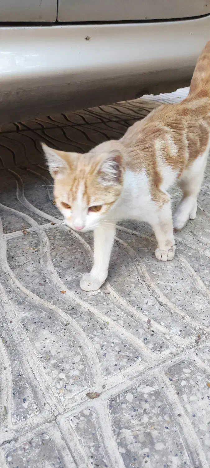 واگذاری  رایگان گربه زیر یکسال|گربه|اراک, |دیوار