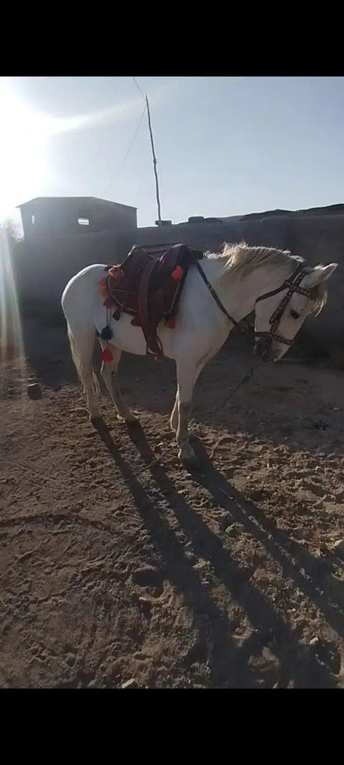 اسب یورقه افغان|اسب و تجهیزات اسبسواری|تربت جام, بهشت نبی|دیوار