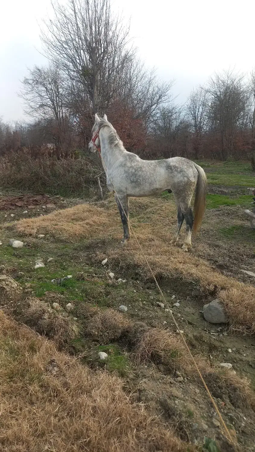 اسبکبود|اسب و تجهیزات اسبسواری|گرگان, |دیوار