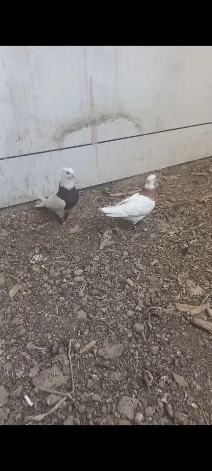 طوقی آبادانی صرب سرک سرور دورگ|پرنده|نجفآباد, یزدانشهر|دیوار