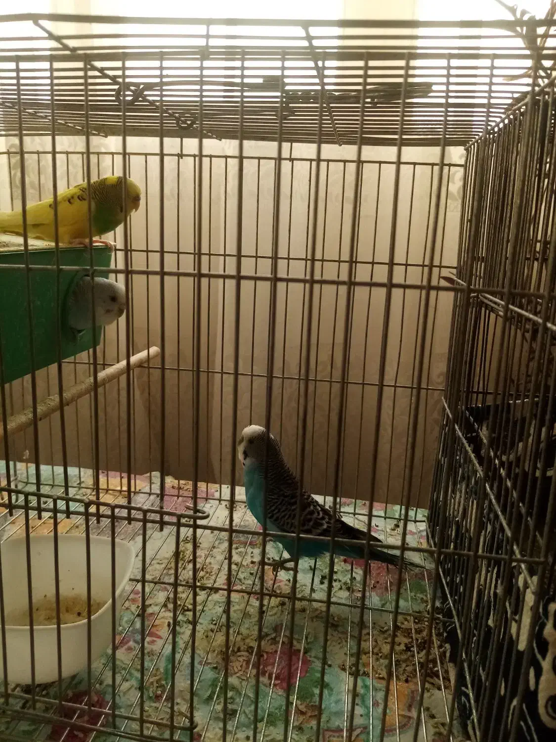 مرغ عشق250 تومن|پرنده|محمدشهر, ولدآباد|دیوار