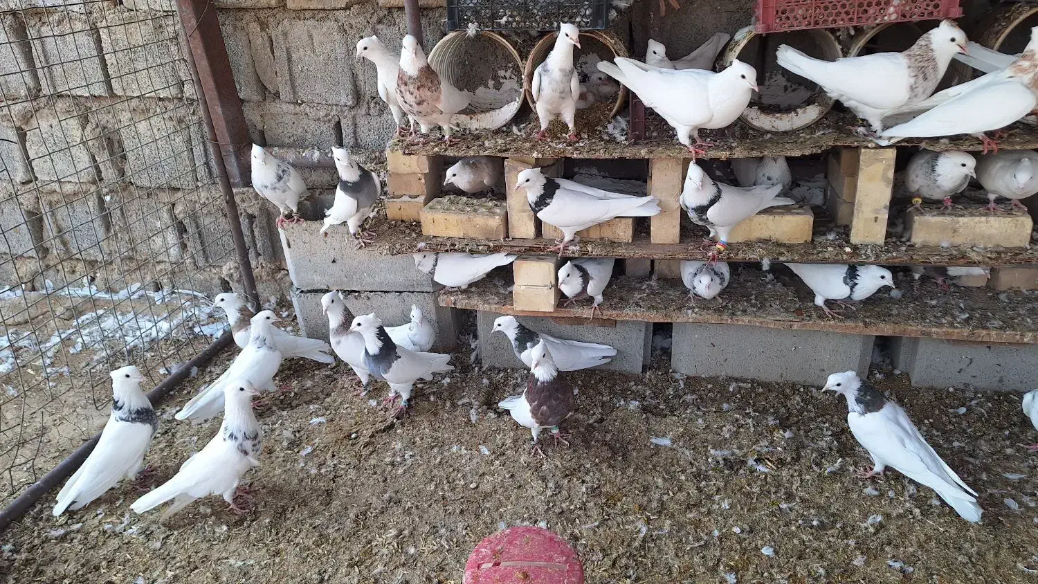 کبوتر طوقی|پرنده|هندیجان, |دیوار