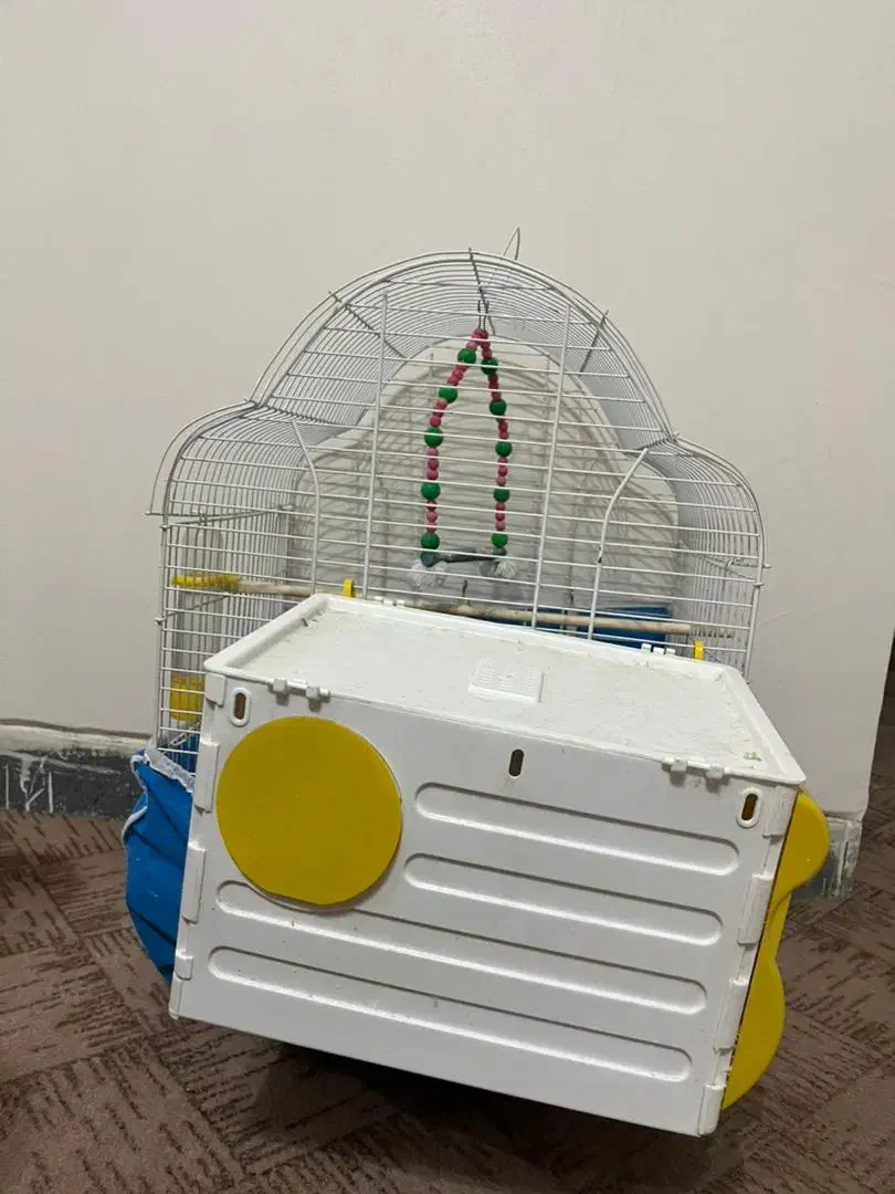 عروس هلندی سخنگو|پرنده|سمیرم, |دیوار