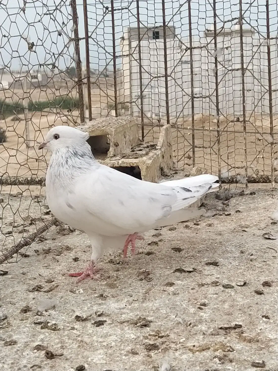 سه تا کفتر دمسفید|پرنده|بهبهان, |دیوار