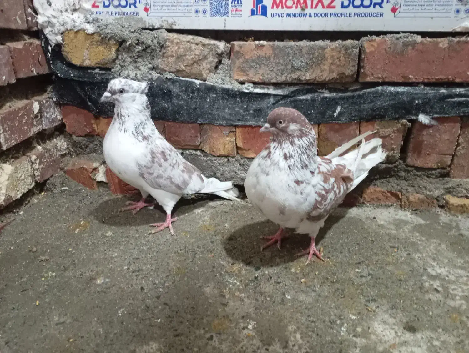 نرو ماده گرگی|پرنده|نوشین شهر, |دیوار