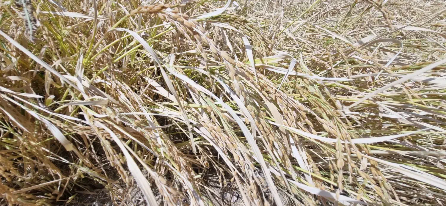 چلتوک|خوردنی و آشامیدنی|مرودشت, پشت سایپا‎|دیوار