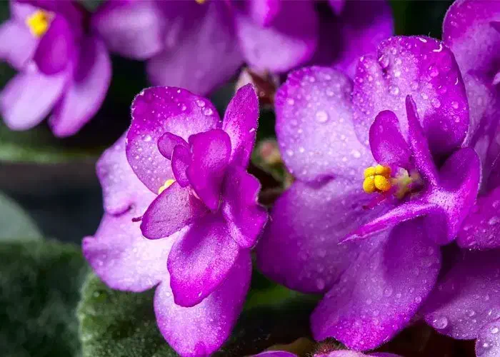 فروش قلمه گل کم نظیر و زیبا بنفشه آفریقایی(برگ گل)|گل و گیاه طبیعی|بجنورد, |دیوار