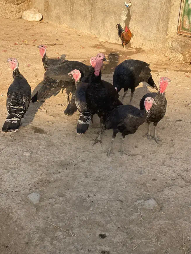 پنج عدد بوقلمون محلی رسمی|حیوانات مزرعه|پاکدشت, پاکدشت (مامازند)|دیوار