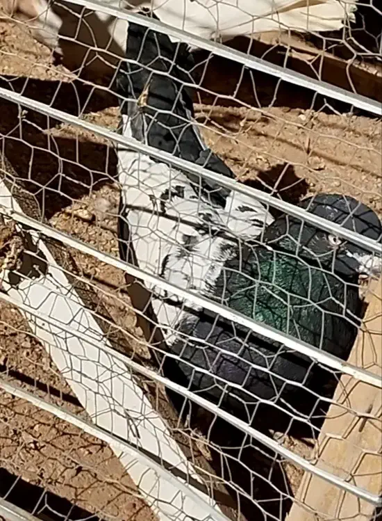 ساعت و کفتر سینه|ساعت دیواری و تزئینی|قائن, |دیوار