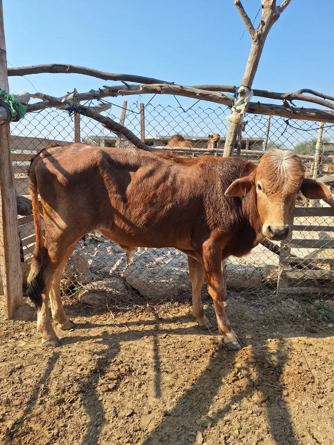 گاو نر|حیوانات مزرعه|قشم, |دیوار