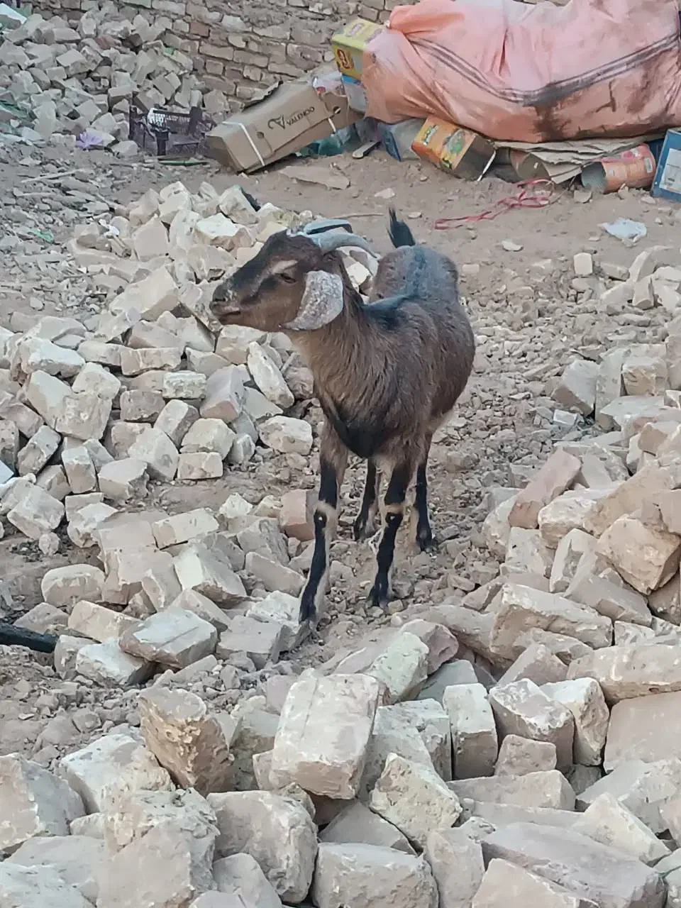 بزوگوسفند|حیوانات مزرعه|یزد, |دیوار