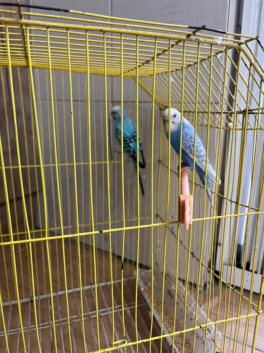 مرغ عشق جفت|پرنده|گرگان, |دیوار