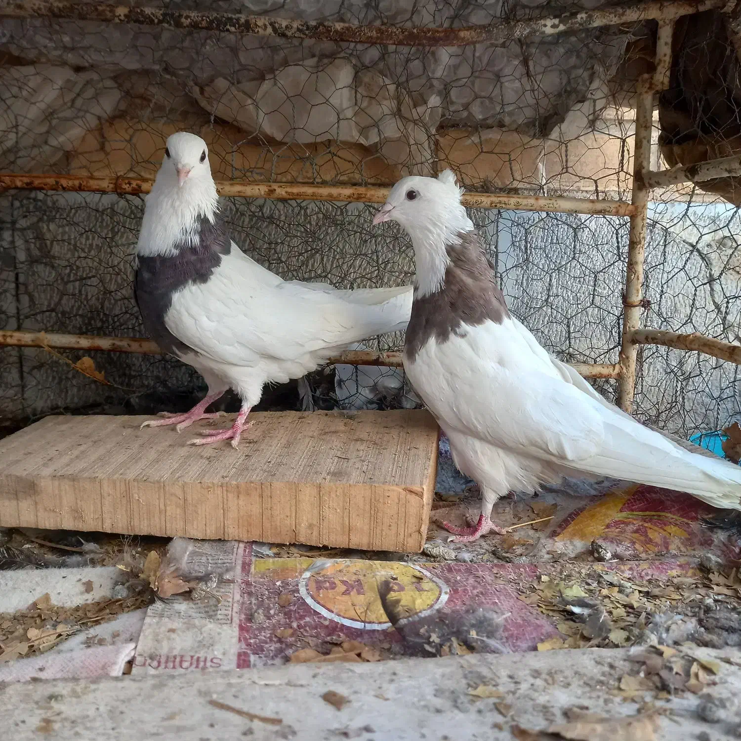 طوقی همه رنگ خاص|پرنده|شهرکرد, |دیوار